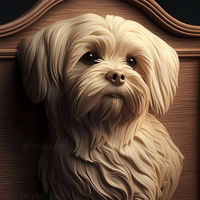 3D model st Maltese Lapdog dog (STL)